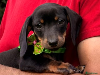 Miniature Dachshund dogs - Advert 5