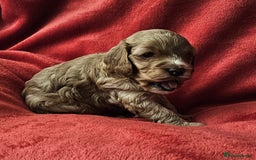 Cavapoo dogs for sale: Cavapoo male for sale. - Image 1