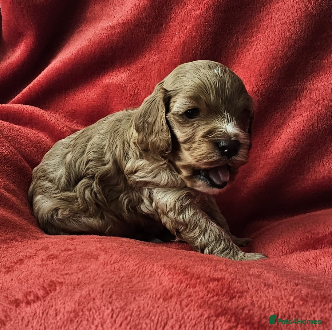 Cavapoo dogs for sale: Cavapoo male for sale. - Image 1