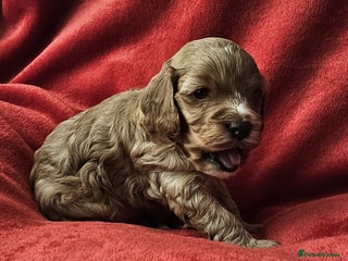 Cavapoo dogs for sale - Advert 1