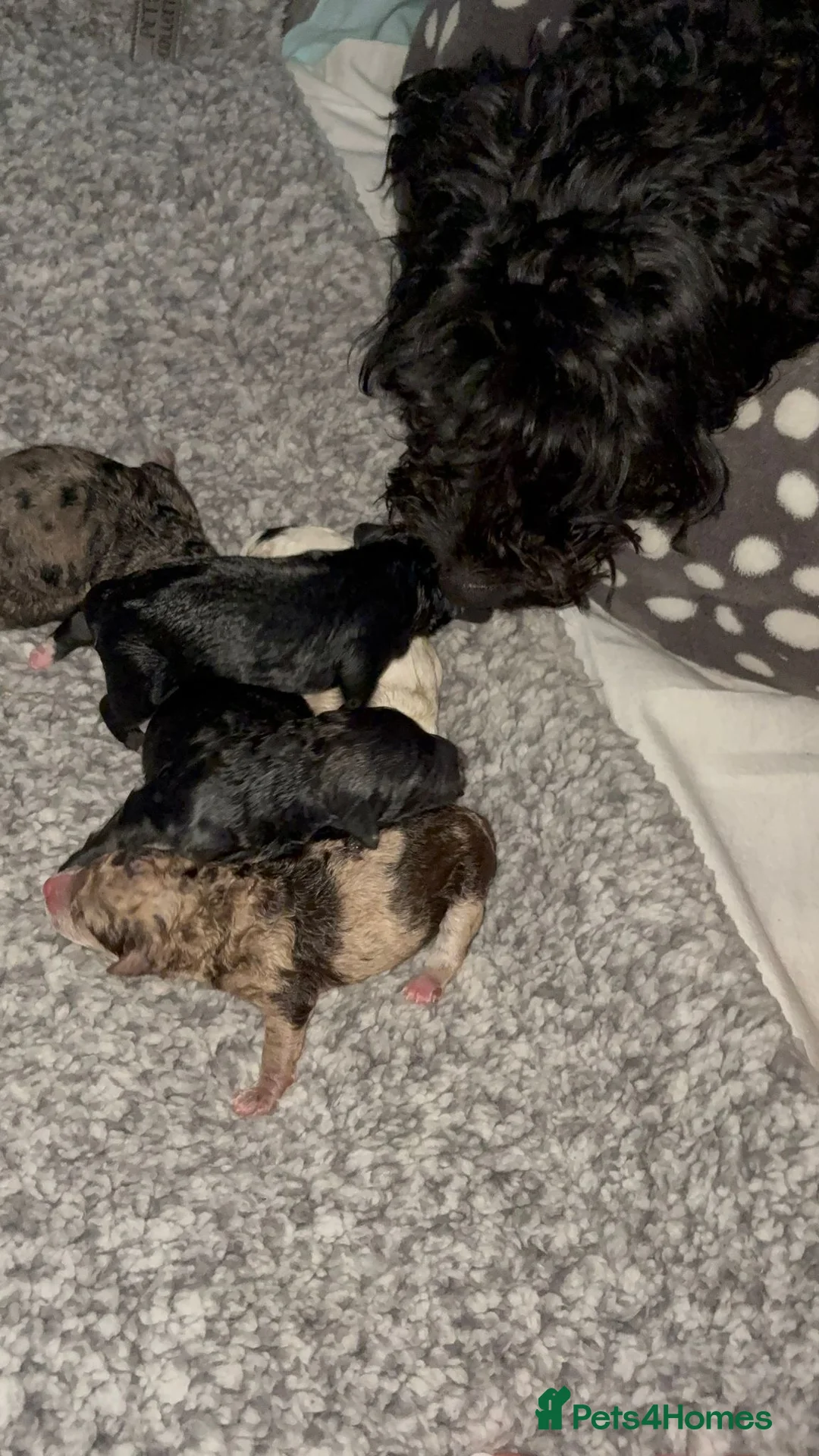 Cockapoo dogs for sale: Gorgeous Cockapoo Puppie - Advert 1