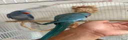 Ringnecks birds for sale: Hand reared indian ringneck babies - Advert 15