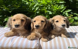 Miniature Dachshund dogs for sale: Miniature long coated dachshunds  in Craven Arms - Image 1