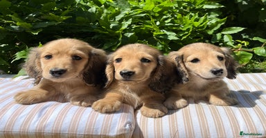 Miniature Dachshund dogs in Craven Arms - Advert 2