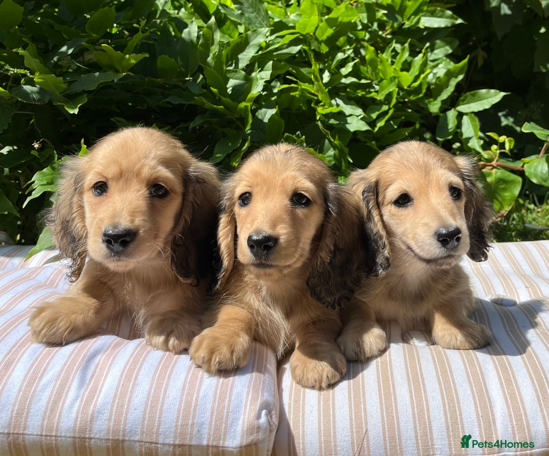 Miniature Dachshund dogs for sale: Miniature long coated dachshunds  in Craven Arms - Image 1