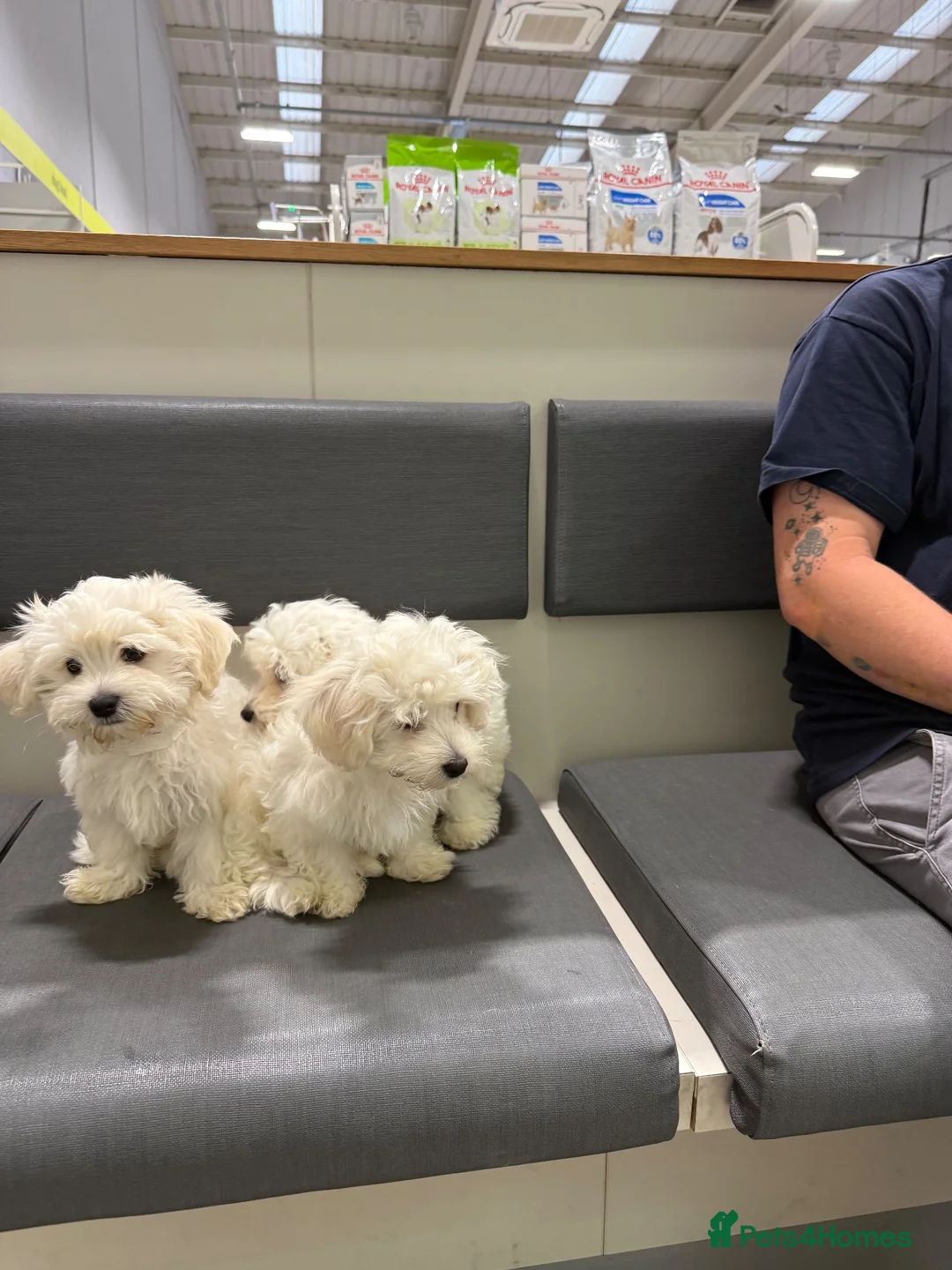 Maltese dogs for sale: Selling Bichon Maltese  - Advert 1