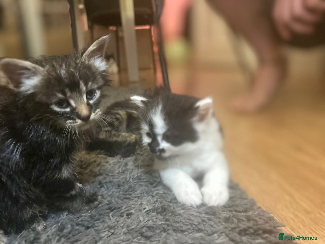Mixed Breed cats for sale: Soft, Sweet, and Full of Fun…. - Advert 27