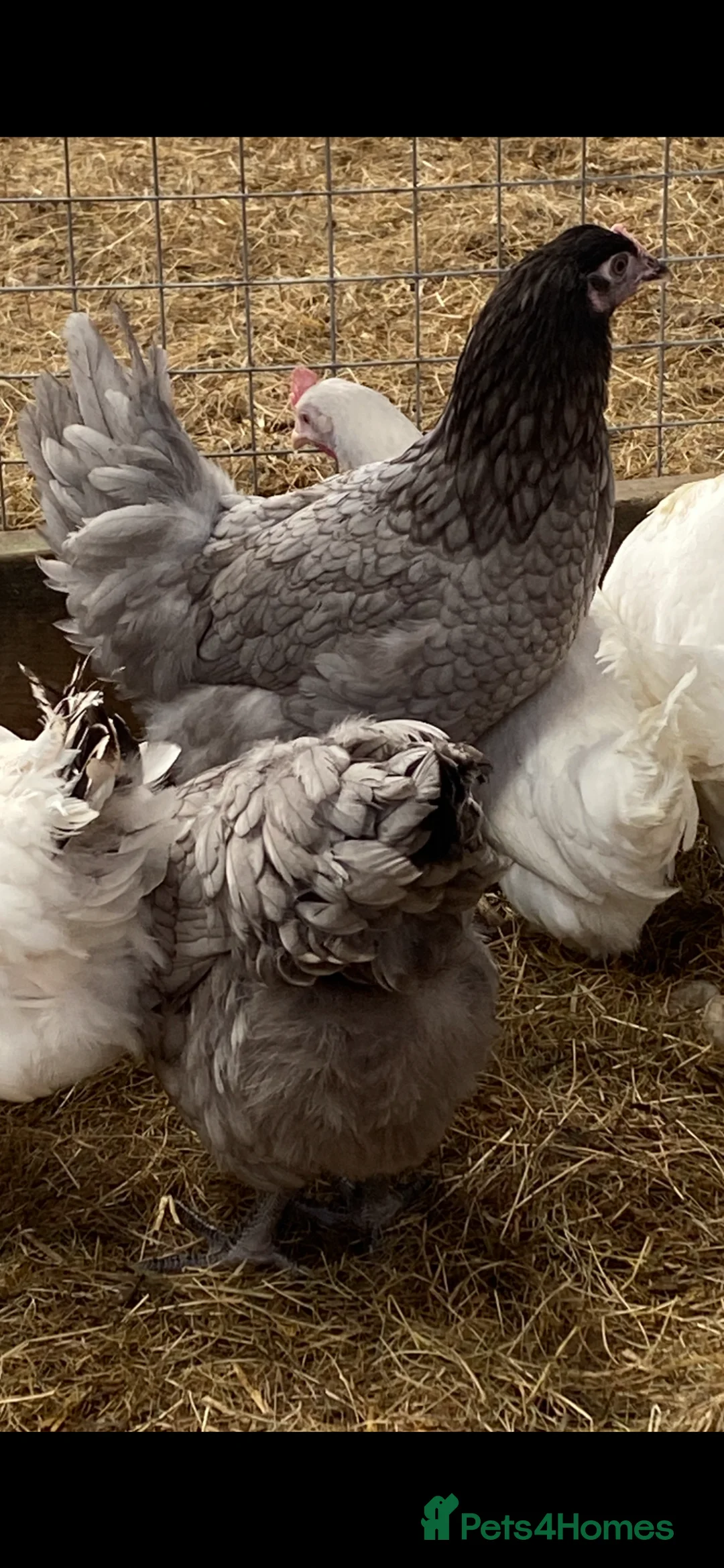 Hens poultry for sale: Point of lay hens in Grange-over-Sands - Advert 7