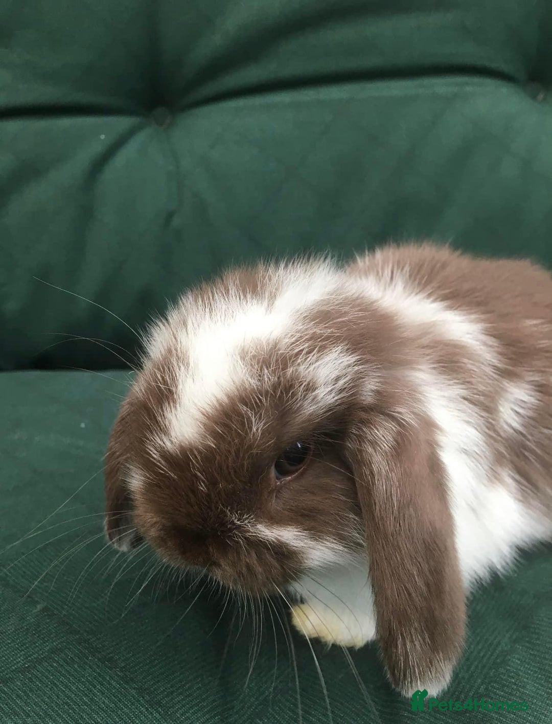 Mini Lop rabbits for sale: MINI LOP BUNNIES - PEDIGREE  - Image 6