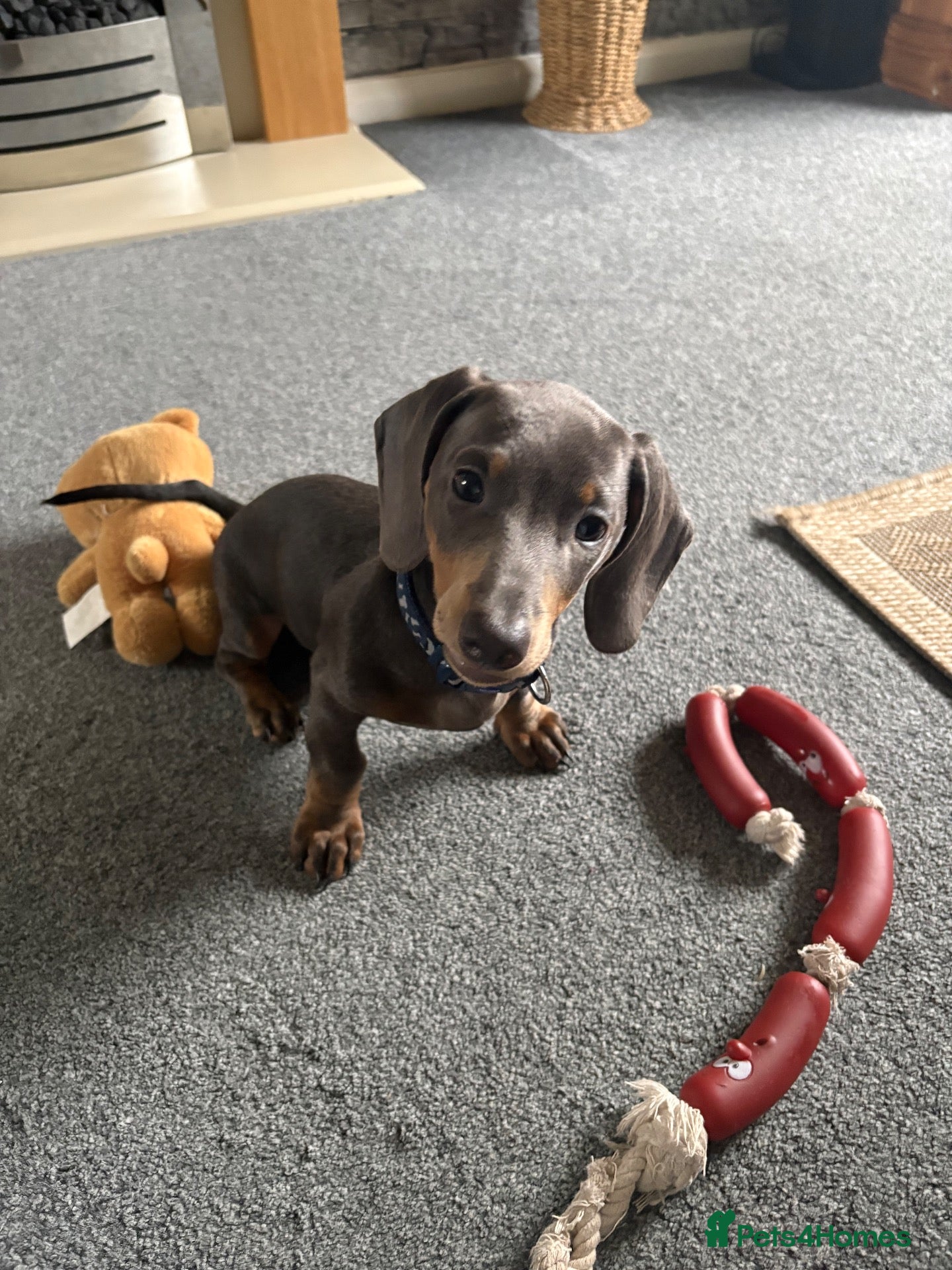 Miniature Dachshund dogs for sale: Miniature dachshund - Advert 16