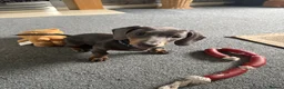 Miniature Dachshund dogs for sale: Miniature dachshund in Bangor - Advert 1