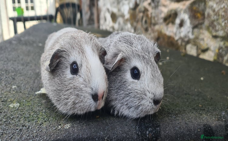 Guinea Pig rodents - Advert 2