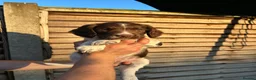 English Springer Spaniel dogs for sale: Male FTCh Sired ESS Puppy ready for forever homes - Advert 25