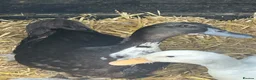 Ducks poultry for sale: Cayuga duck and Aylesbury duck females  - Advert 3