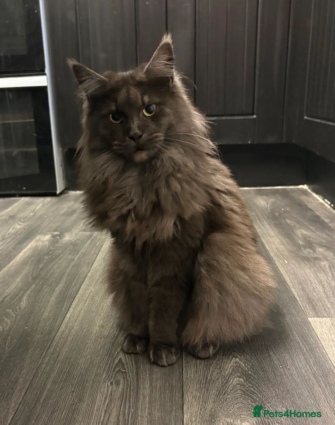 Maine Coon cats for sale: Maincoon girls blacksmoke  on active ,silver tabby - Advert 1