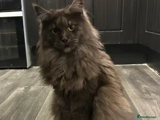 Maine Coon cats Maincoon girls silver tabby and black smoke - Advert 1