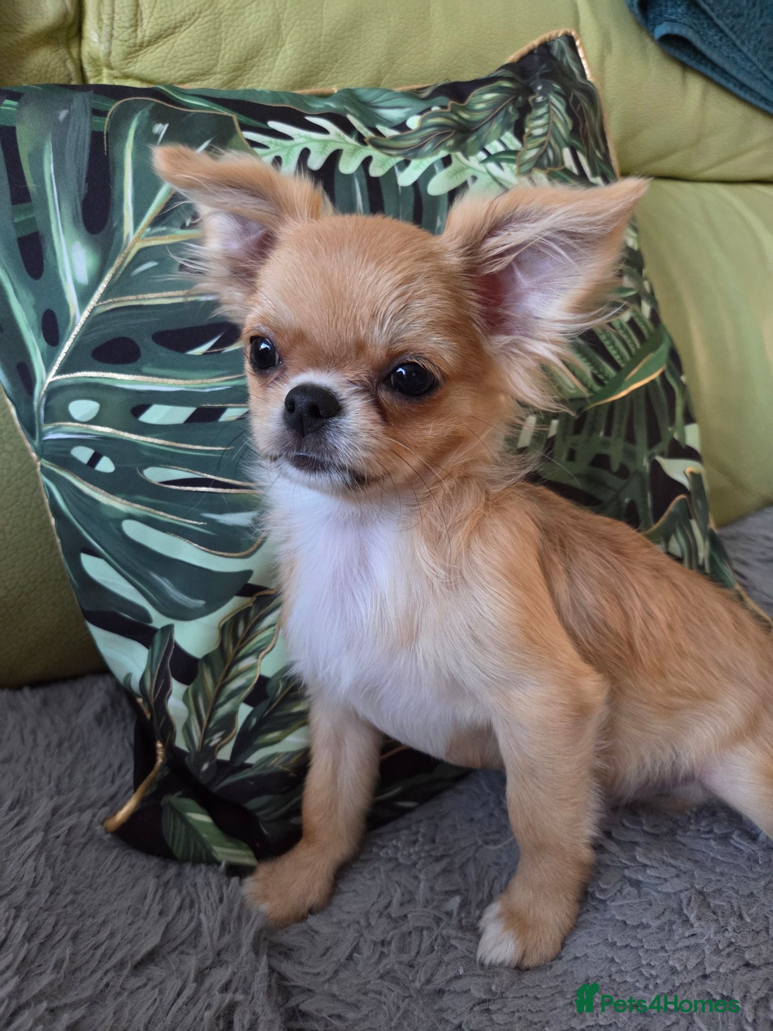 Chihuahua dogs Two quality boys long hair  - Advert 1