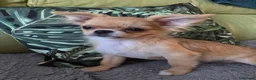 Chihuahua dogs for sale: SOLD. - Advert 1