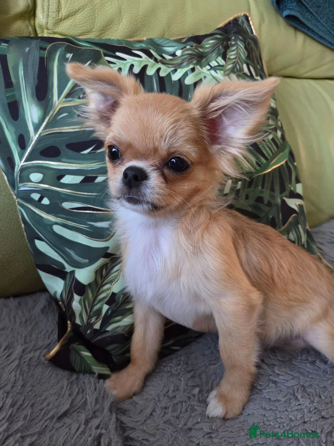 Chihuahua dogs for sale: SOLD. - Advert 1
