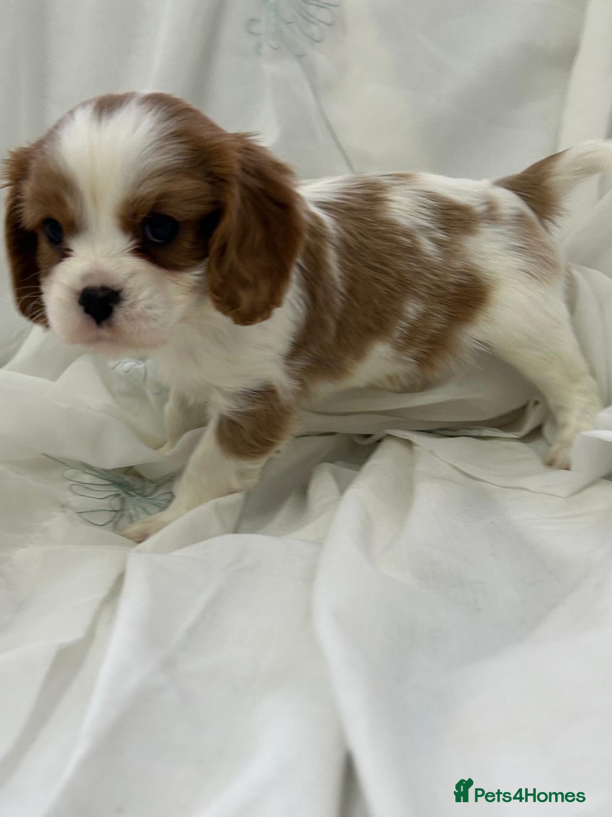 Cavalier King Charles Spaniel dogs King Charles cavaliers  - Advert 2
