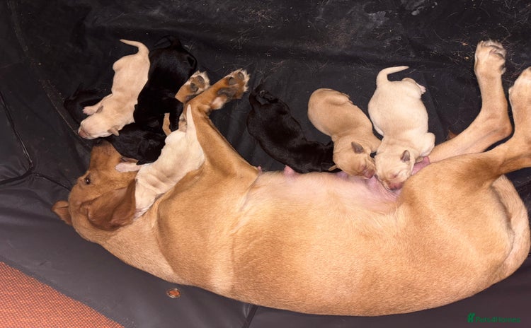 Labrador Retriever dogs 5 male labradors - Advert 2