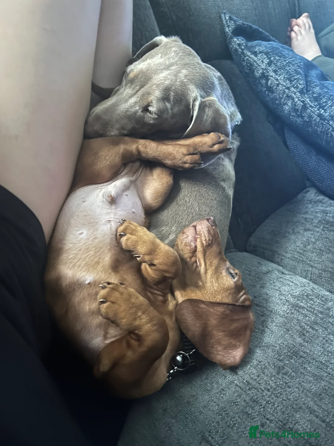 Miniature Dachshund dogs for sale: Two miniature dachshunds  **  in Shrewsbury - Advert 2