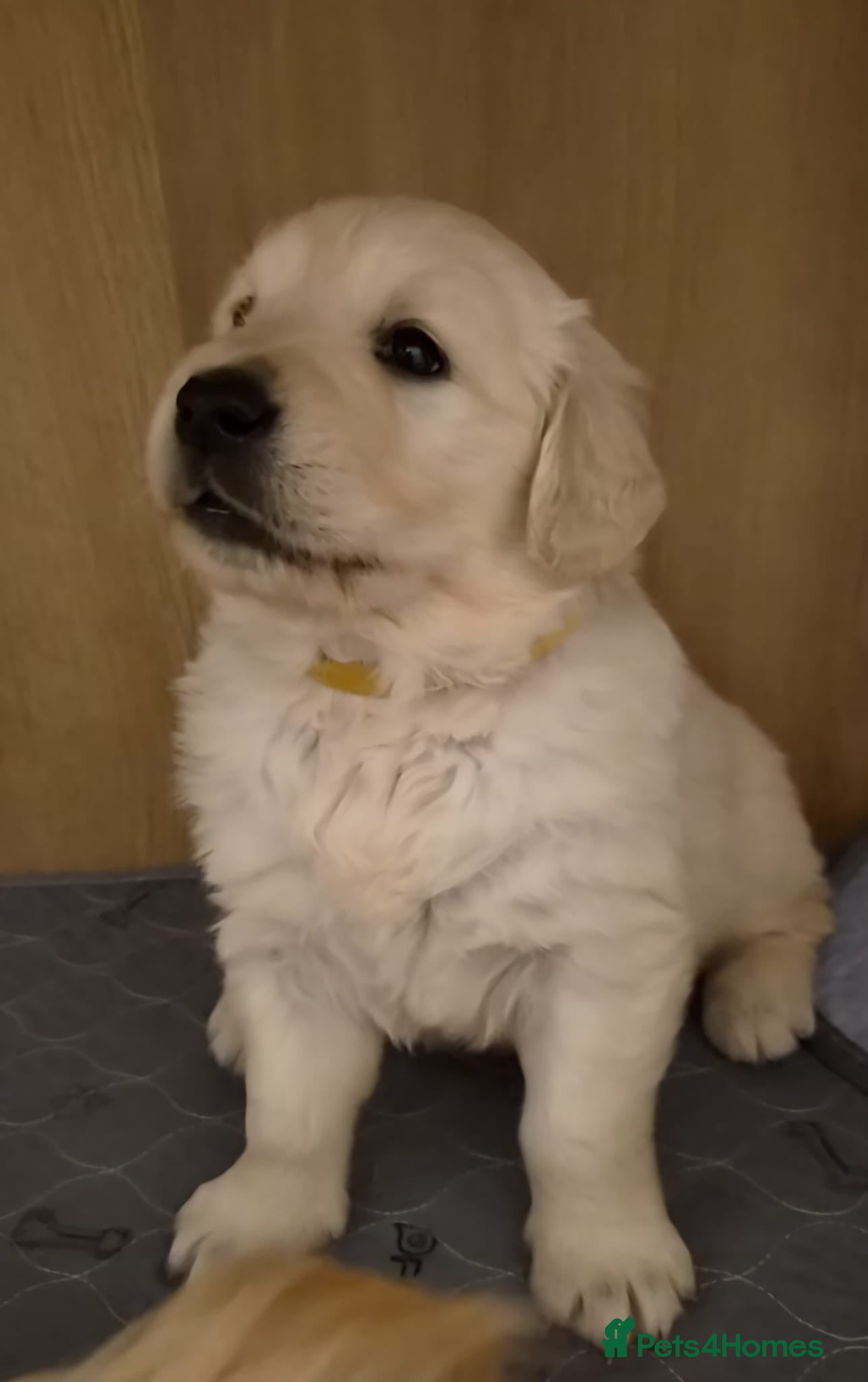 Golden Retriever dogs Golden retriever puppies - Advert 9