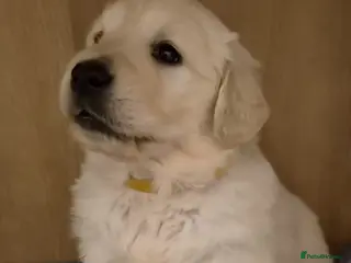 Golden Retriever dogs Golden retriever puppies - Advert 9