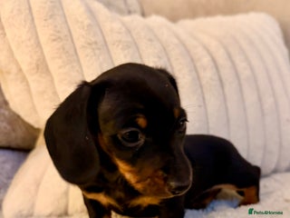 Miniature Dachshund dogs OUTSTANDING SMOOTH MINI DACHSHUNDS - Advert 4