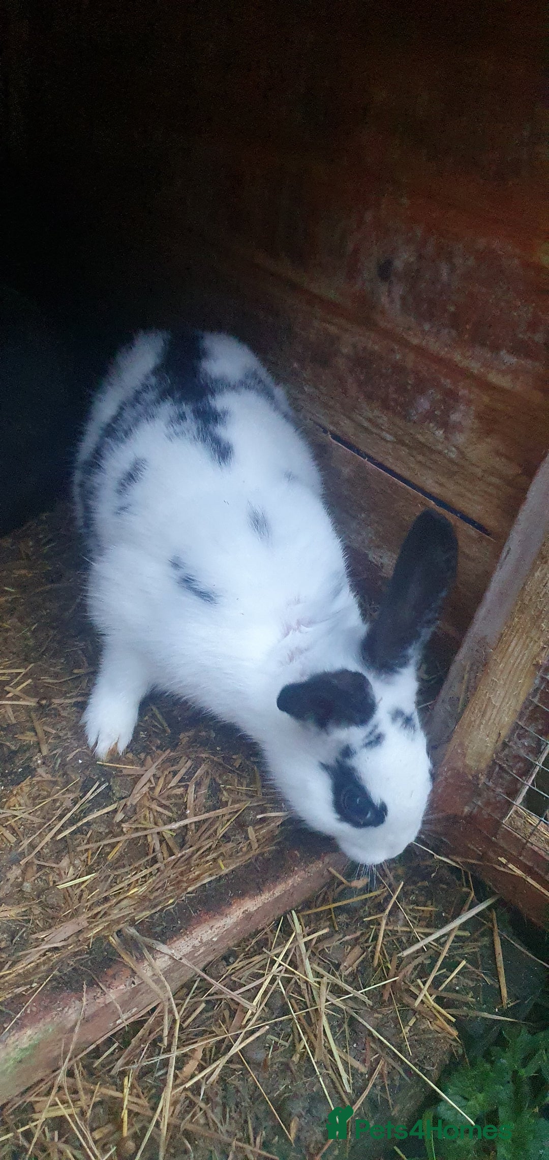 Mixed Breed rabbits for sale: Rabbits - Advert 5