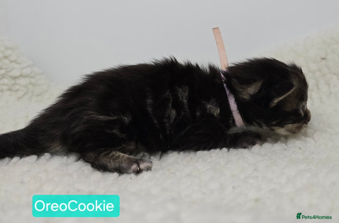 Maine Coon cats for sale: Maine Coon Kittens (Russian & Golden lines) - Advert 11