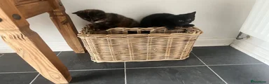 Kitten 3