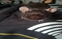Rat rodents for sale: 2 rats with cage - Image 1