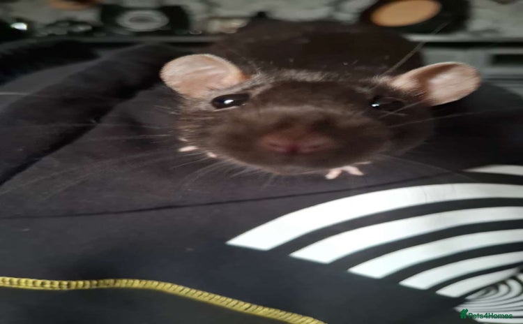 Rat rodents - Advert 1