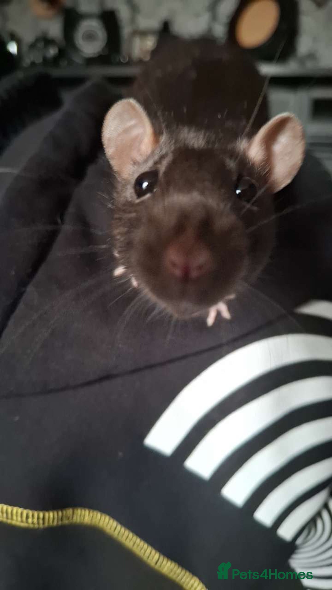 Rat rodents for sale: 2 rats with cage - Image 1