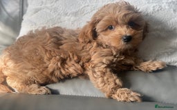 Toy Poodle dogs for sale: Toy poodle girls - Image 2