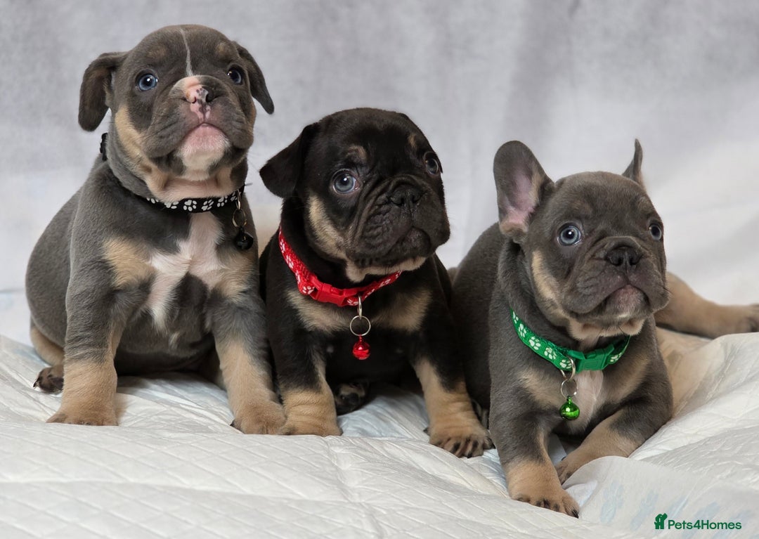 French Bulldog dogs for sale: TOP QUALITY KC REG FRENCHIES AVAILABLE  - Image 36