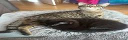 Mixed Breed cats for sale: Make and female kittens  - Advert 3