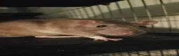 Rat rodents for sale: 4 rats with cage  in Shrewsbury - Advert 4