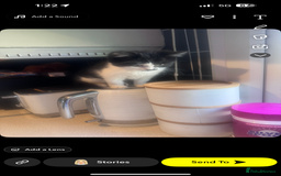 Mixed Breed cats for sale: Female 15 week old kitten - Advert 1