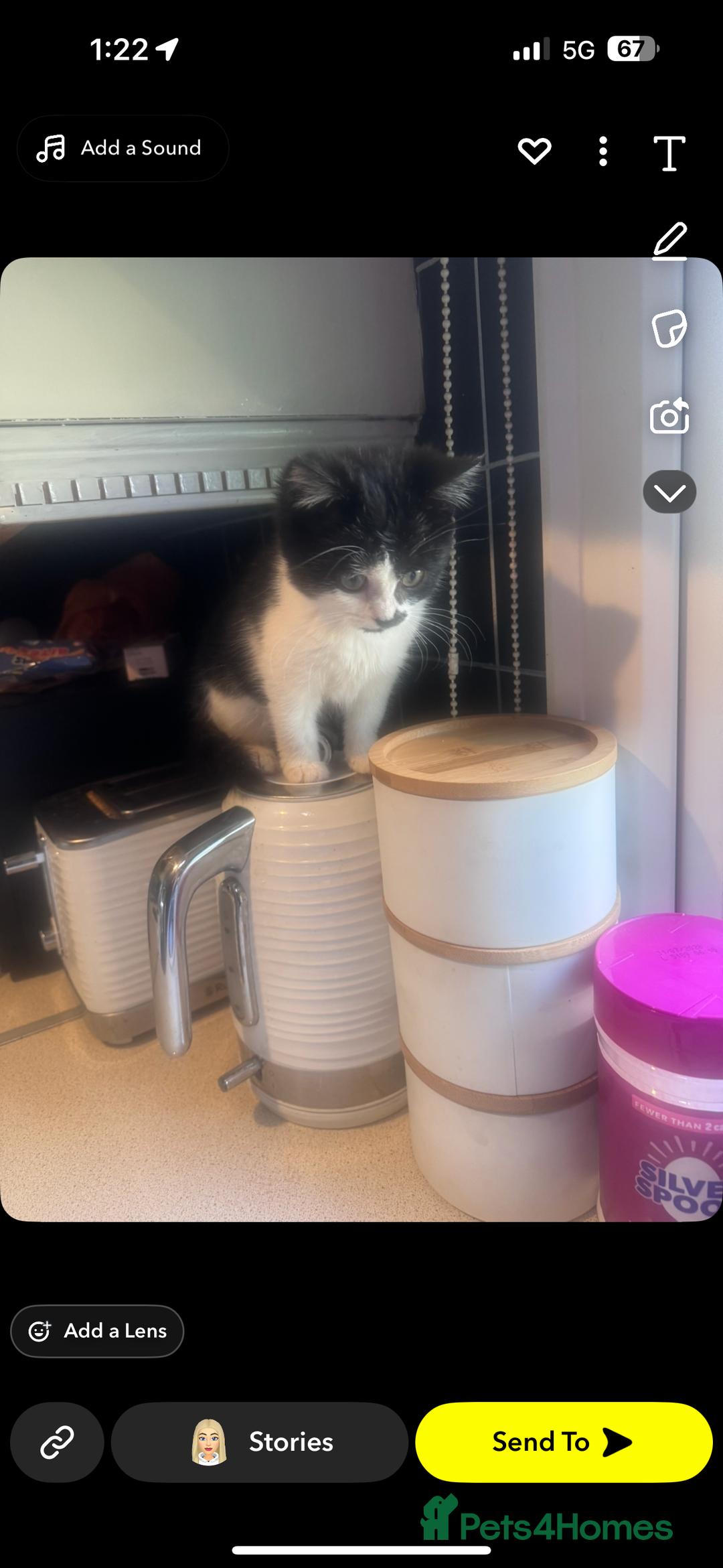 Mixed Breed cats for sale: Female 15 week old kitten - Advert 1