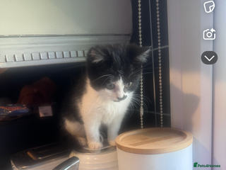Mixed Breed cats Female 15 week old kitten - Advert 4