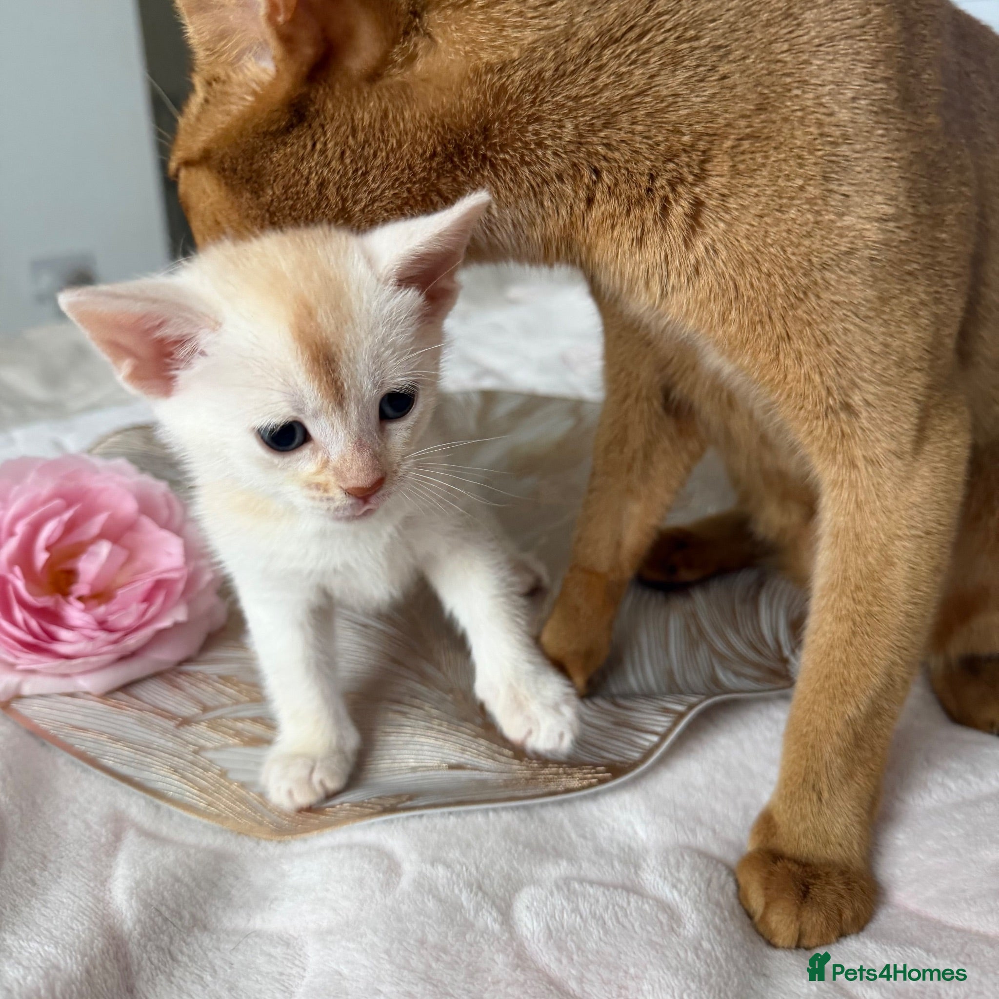 Abyssinian cats ✨ THE JEWEL OF THE LITTER: Rare Silver Sorrel Girl - Advert 2
