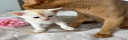 Abyssinian cats for sale: ✨ THE JEWEL OF THE LITTER: Rare Silver Sorrel Girl - Advert 2