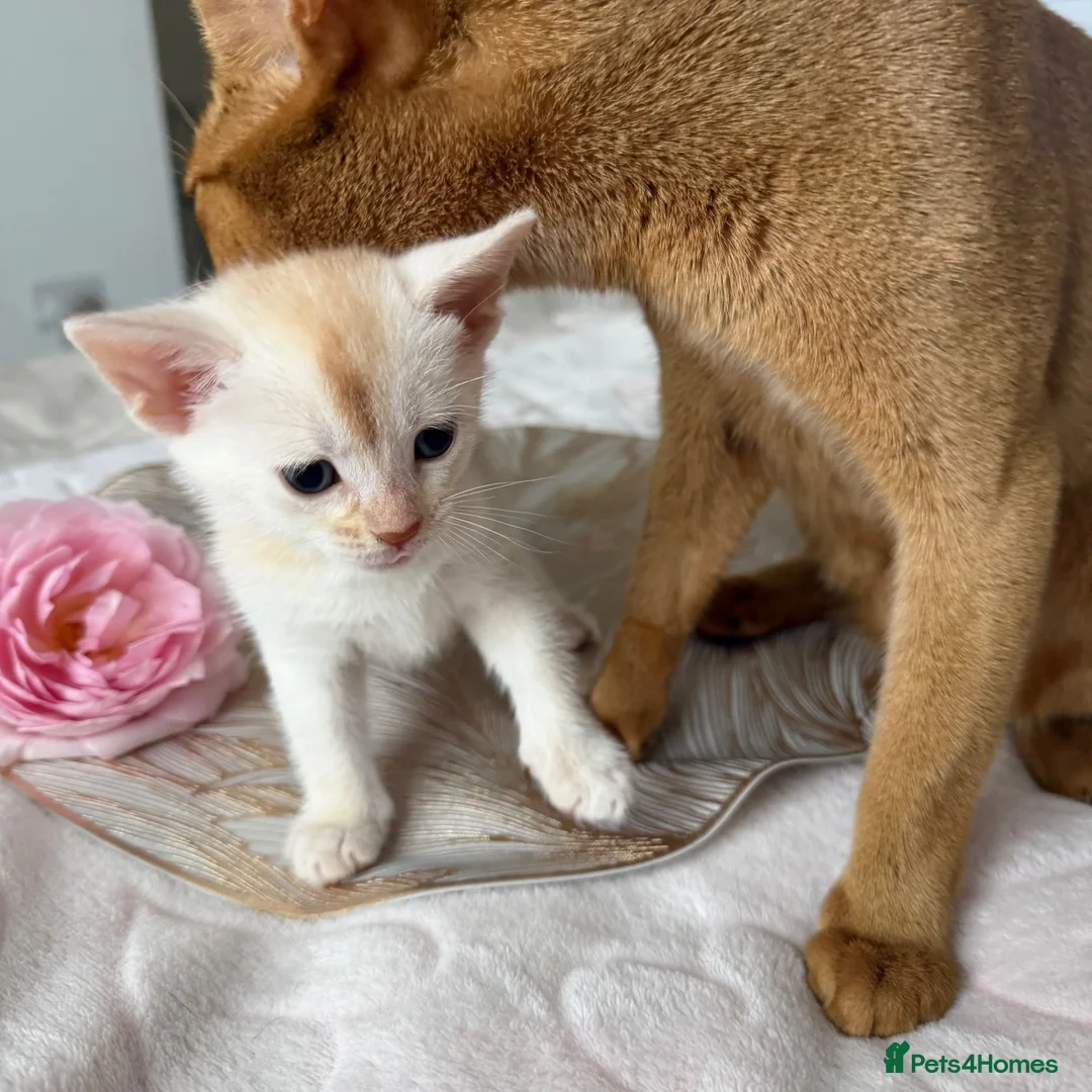 Abyssinian cats for sale: ✨ THE JEWEL OF THE LITTER: Rare Silver Sorrel Girl - Advert 2