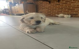 Golden Retriever dogs for sale: Golden Retriever Puppies - Collection 19 September - Image 4