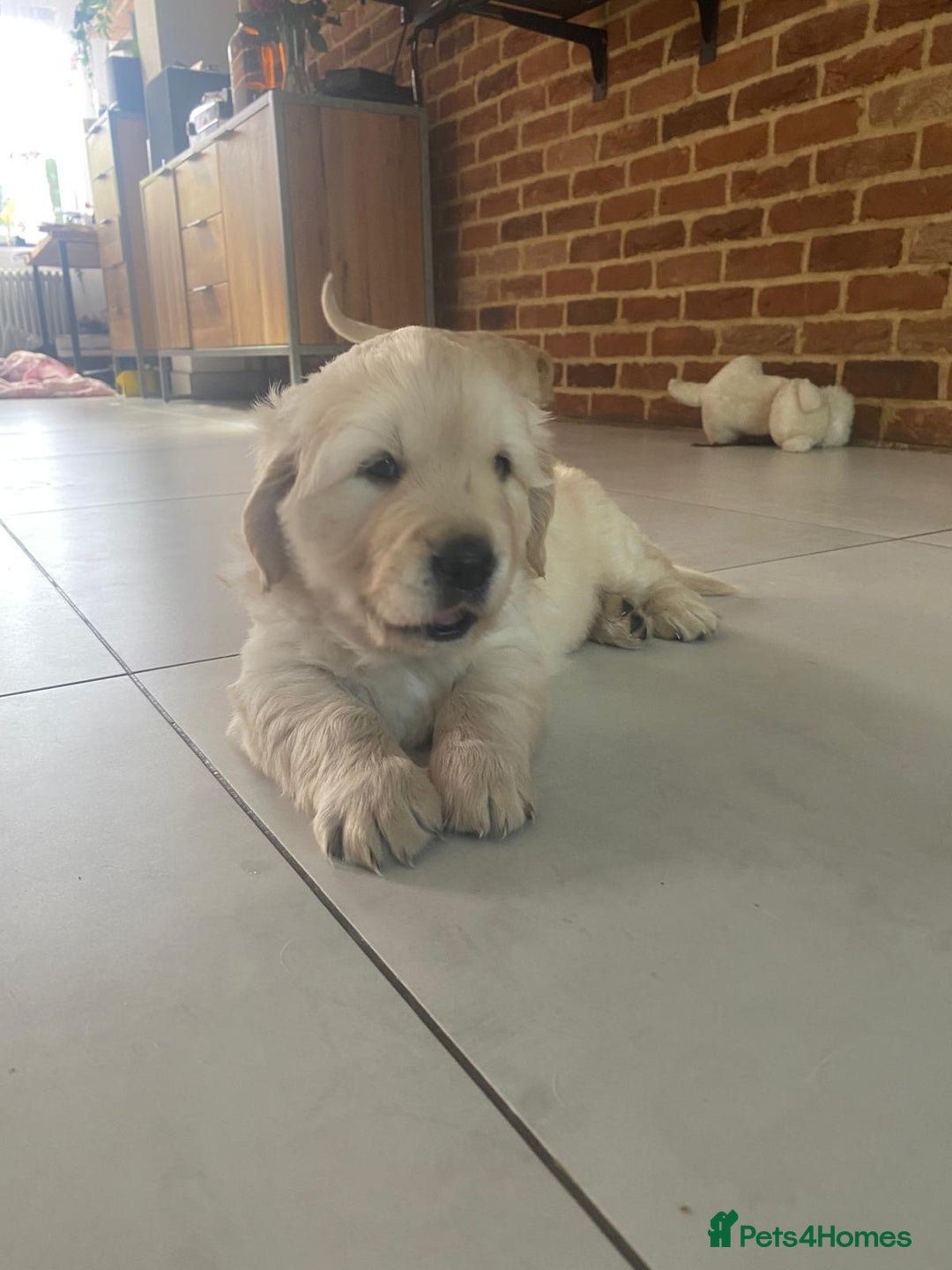 Golden Retriever dogs for sale: Golden Retriever Puppies - Collection 19 September - Image 4