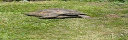 Hermann Tortoise reptiles for sale: Herman Tortoise Male 14years old in Holt - Advert 3
