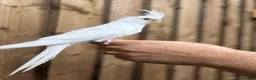 Mixed Breed birds for sale: Baby cocktails  - Advert 4
