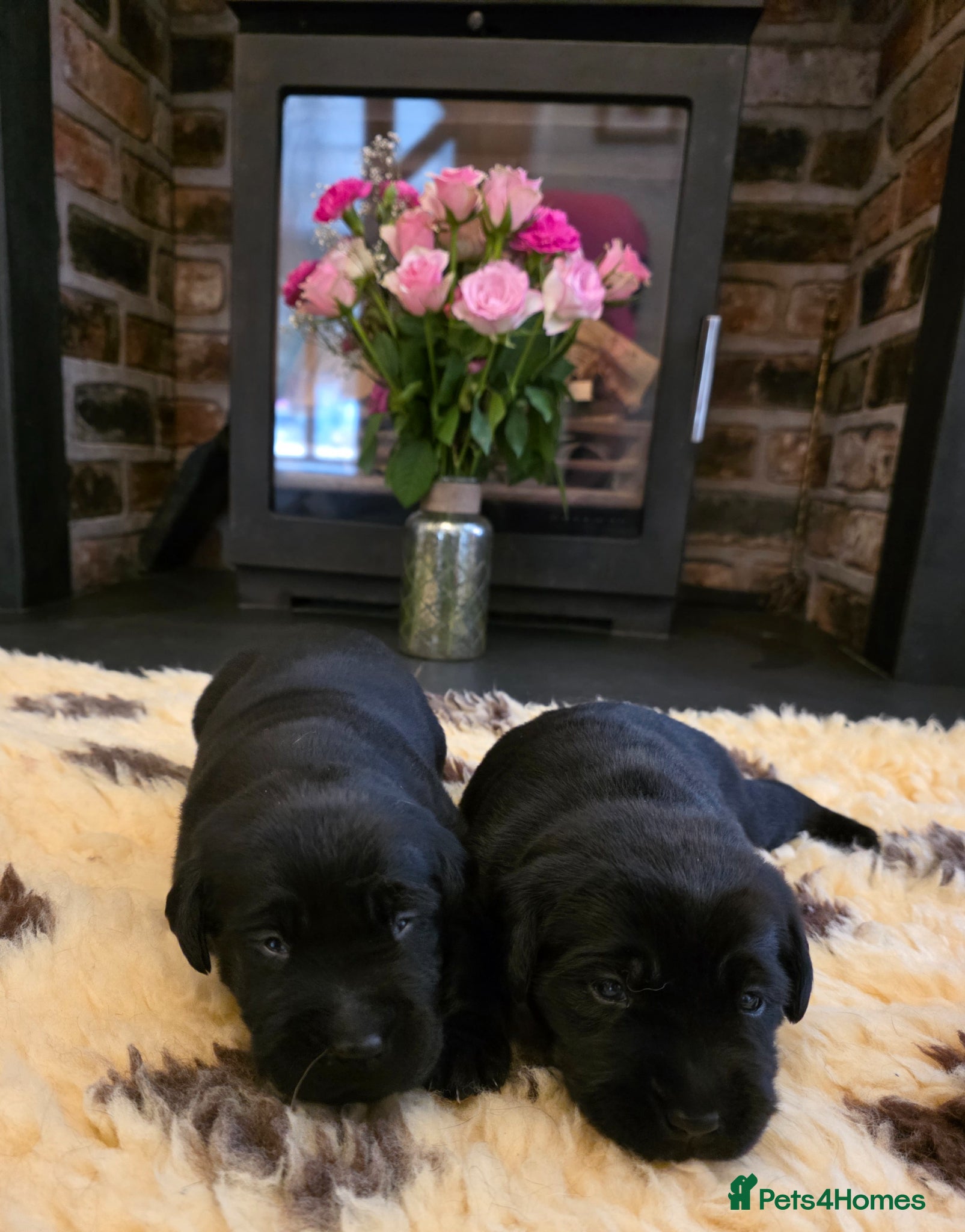 Labrador Retriever dogs Beautiful Black Labrador Puppies  - Advert 2